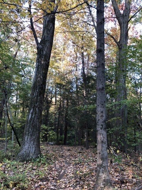 Topsmead State Forest-利奇菲尔德必去景点