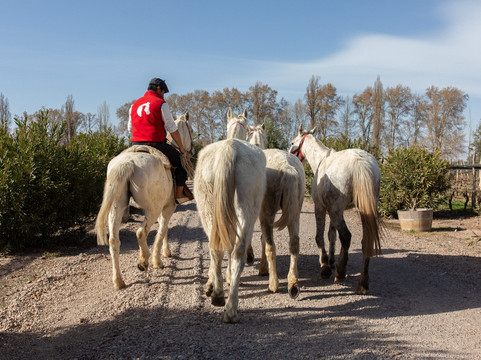 GAUCHO ESTATE-门多萨必去景点