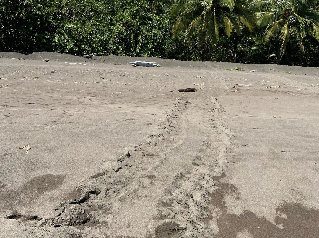 Tortuguero Adventures GuestHouse主图