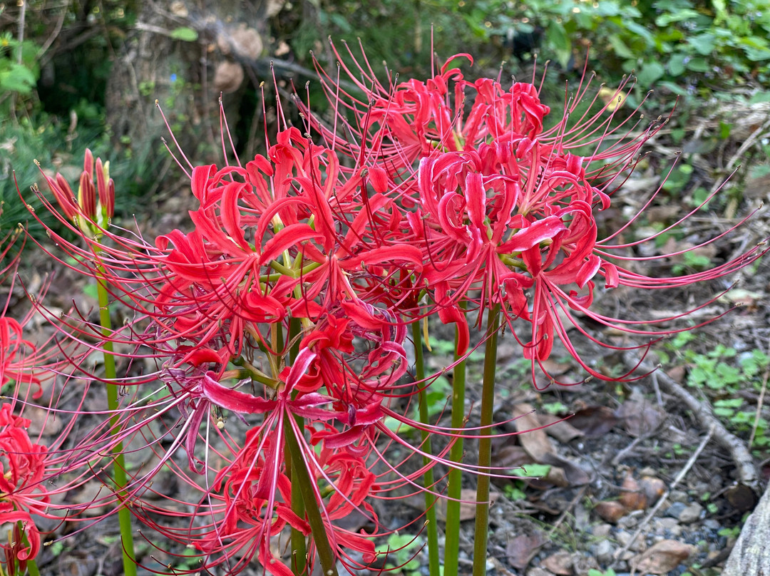 Hachigata Castle Remains-寄居町必去景点