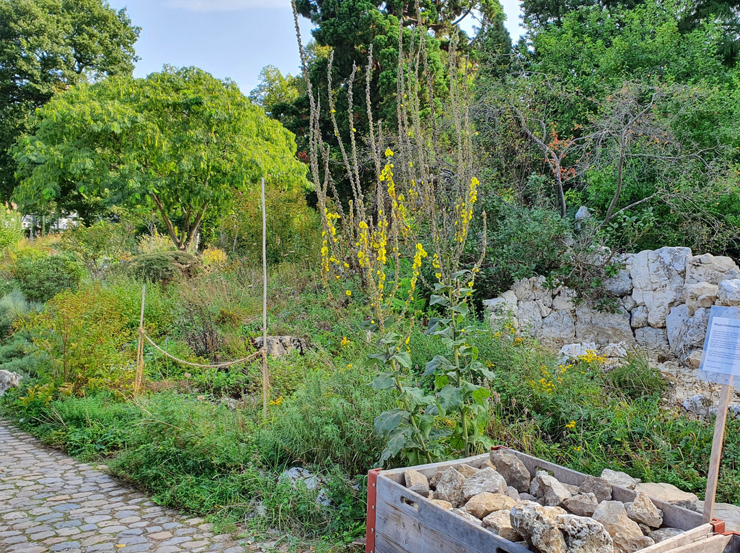 Botanischen Garten der Universität Basel-巴塞尔必去景点