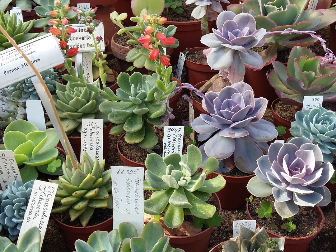 The Botanical Garden-索非亚必去景点