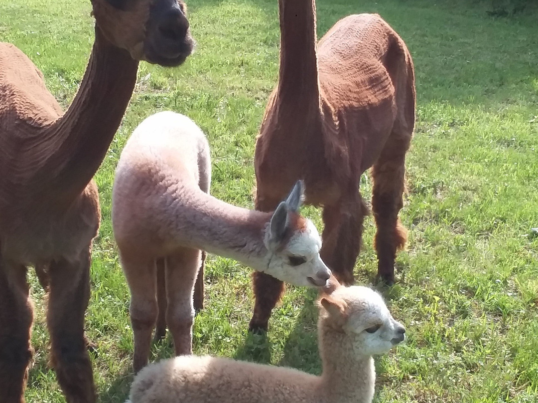 Alpaca Acres Farm and Fun景点图片