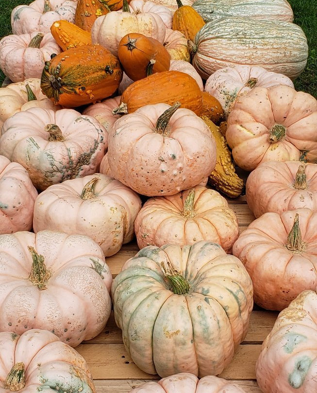 Patterson Fruit Farms-Chesterland必去景点