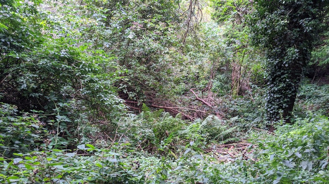 Lanark Heritage Trail-Lanark必去景点