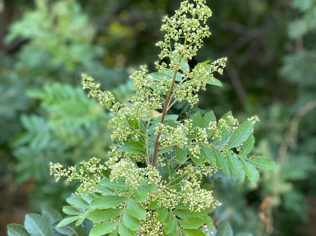 Serrano Creek Community Park-莱克福里斯特必去景点
