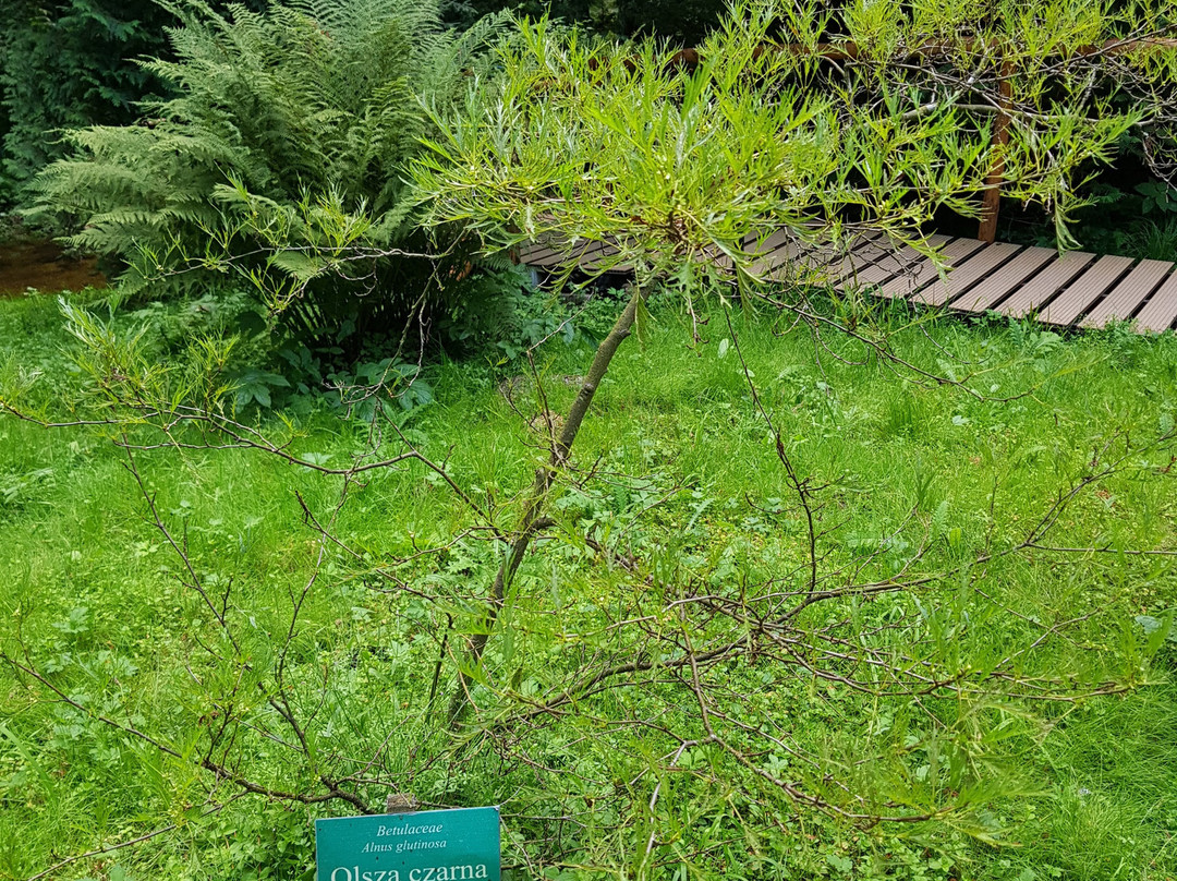 Arboretum w Ladku-Zdroju景点图片
