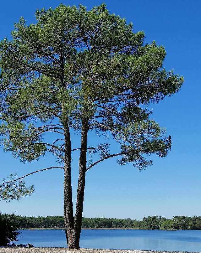 Domaine Départemental Gérard Lagors-Hostens必去景点