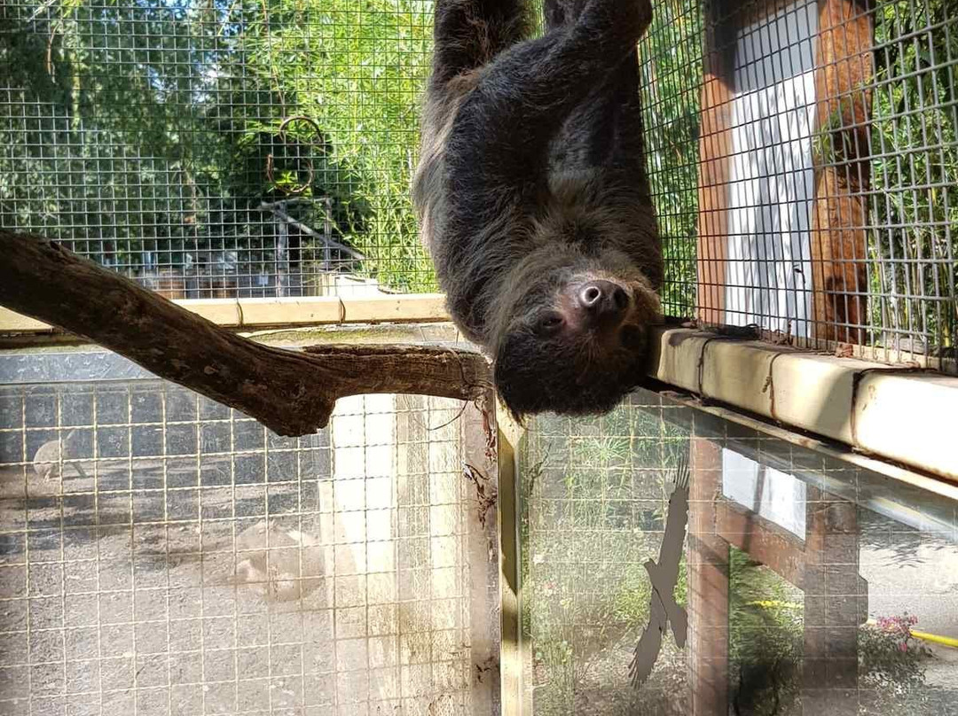 Zoo Gyor景点图片
