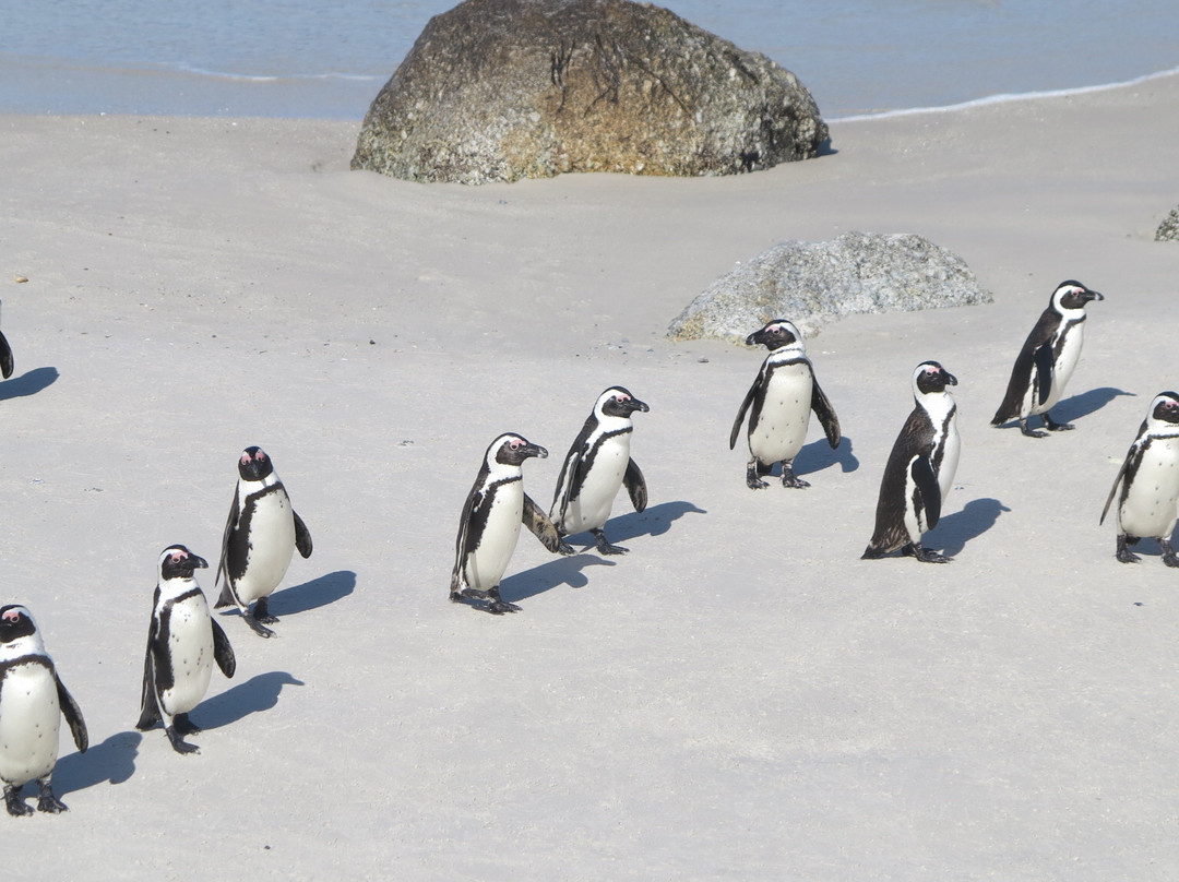 Abington Tours-开普敦中心区必去景点