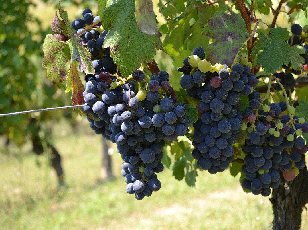 Azienda Agricola Serra Domenico景点图片