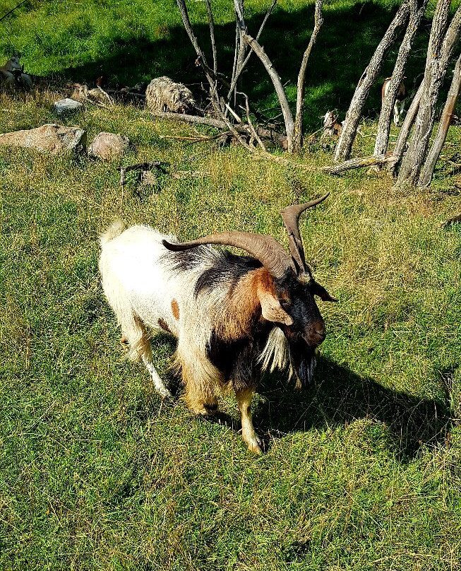 Zoo Safari Okrągle景点图片