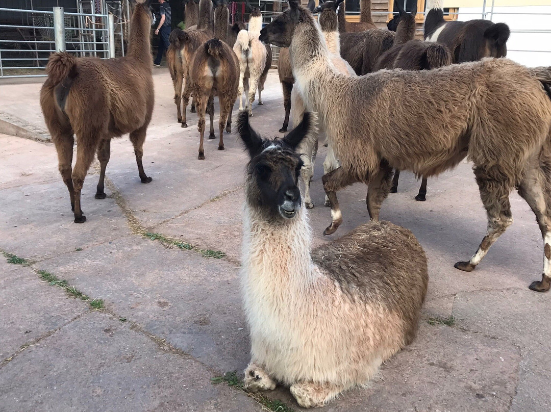 Golden Valley Llamas景点图片