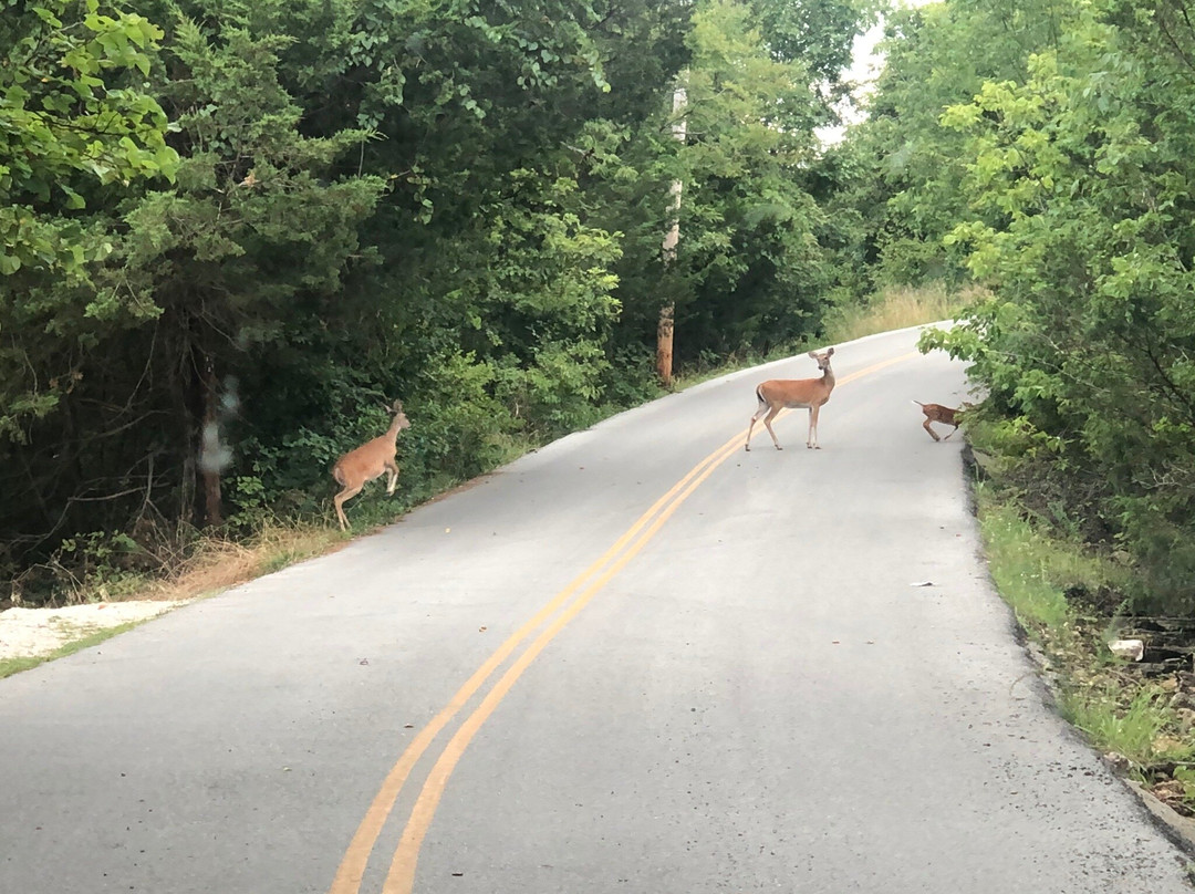 Alpine Lodge Resort主图