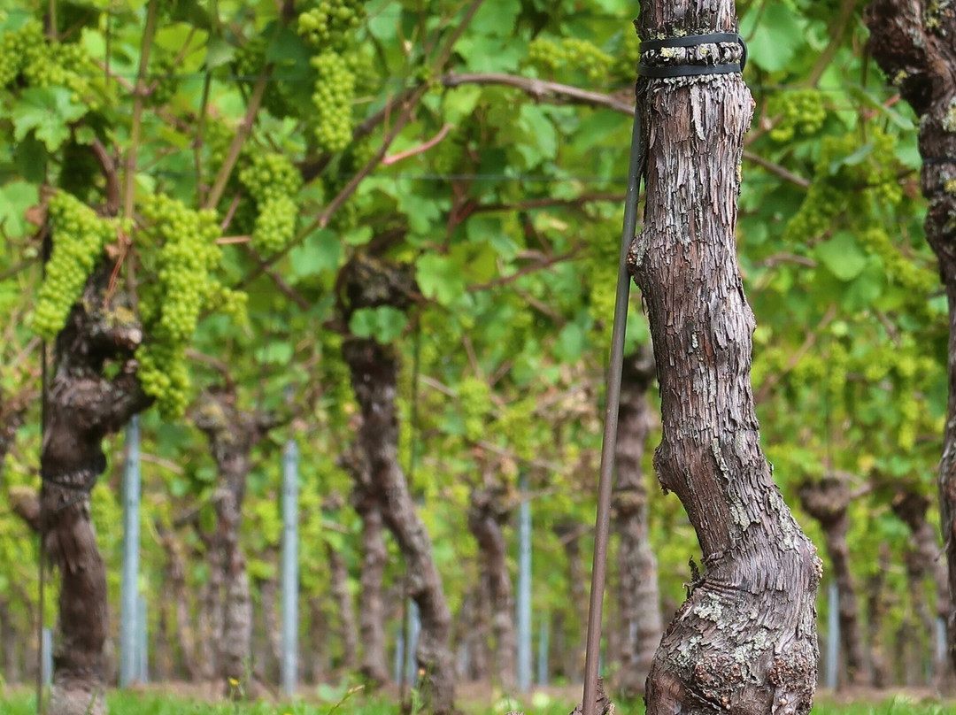 Vineyard Hesselink景点图片