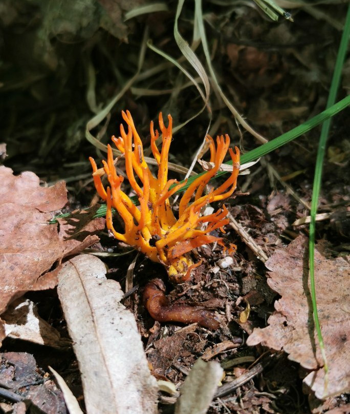 Soweczka Arek Szymura - Private Nature Tours-Bialowieza必去景点