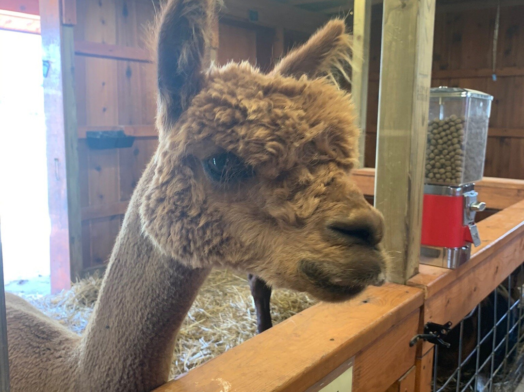 Up North Farm Market-Hart必去景点