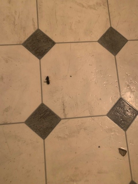 Sundown Motor Lodge主图