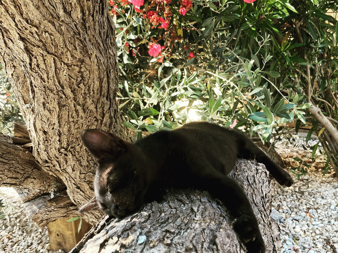 Ow Andros Luxury Suites主图