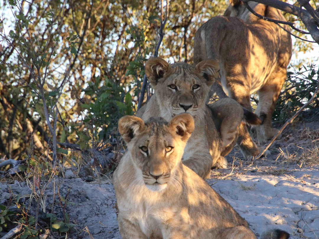 Gondwana Tours & Safaris景点图片