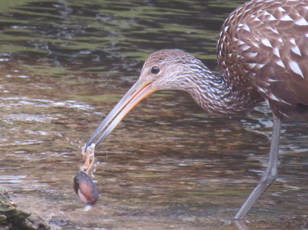 Hontoon Landing Resort & Marina主图