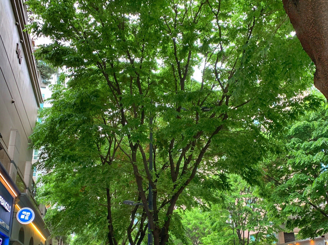 Jeongja-dong Cafe Street-城南市必去景点