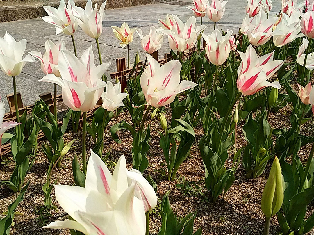 Kiso Sansen Park Center-海津市必去景点