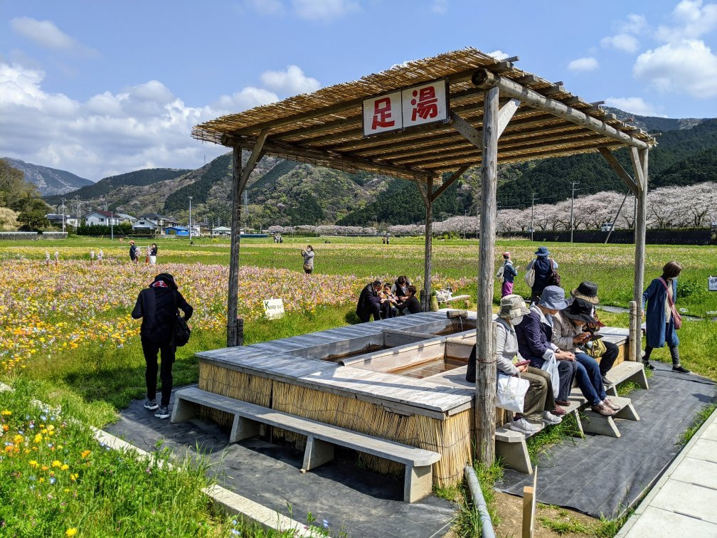 Sakura Trees Near Naka River景点图片