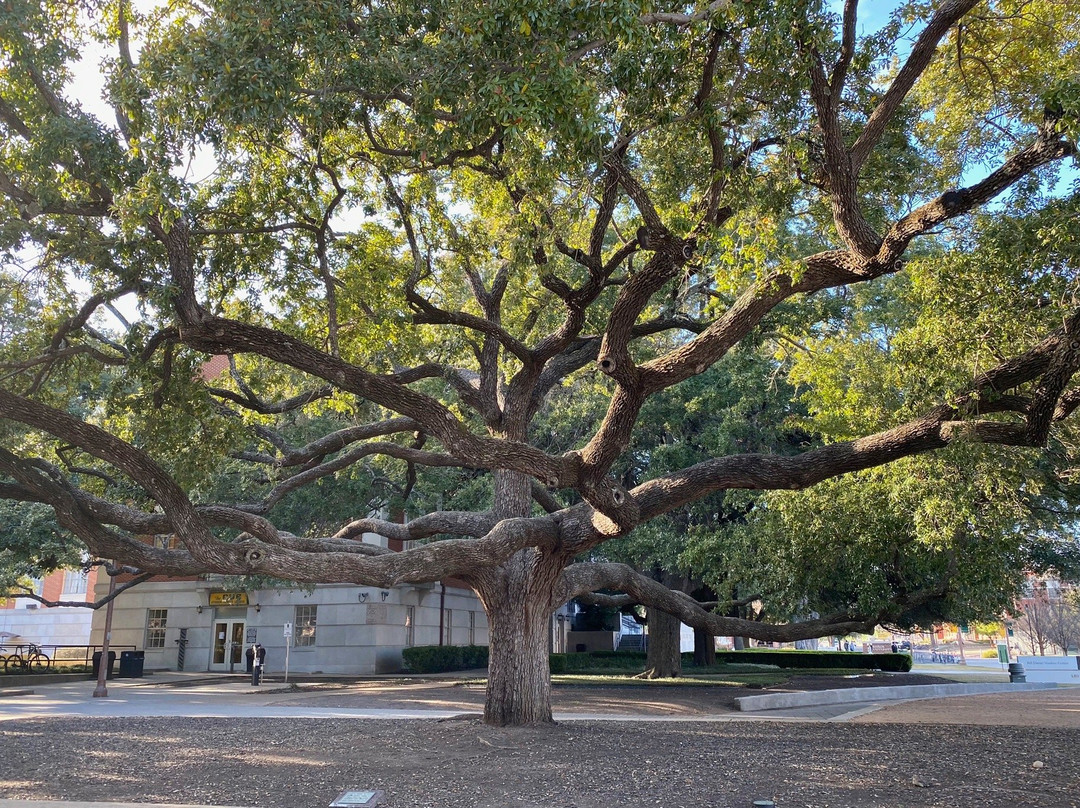 Baylor University-韦科必去景点