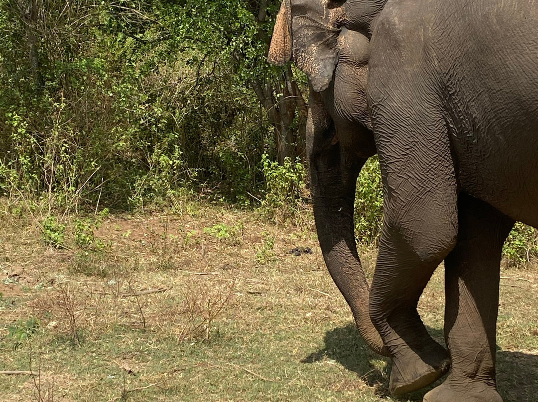 Happy Elephant Safari Udawalawe-乌达瓦拉瓦必去景点