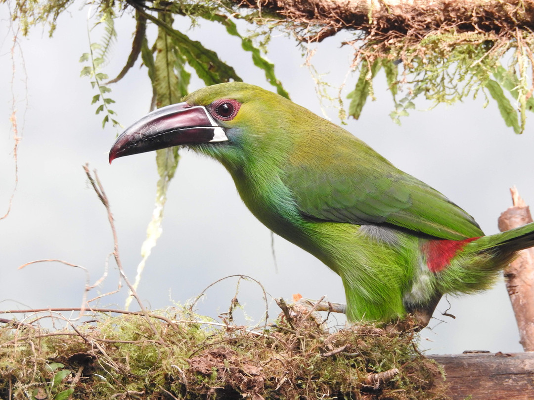 Balcon Tumpiki-Nanegalito必去景点