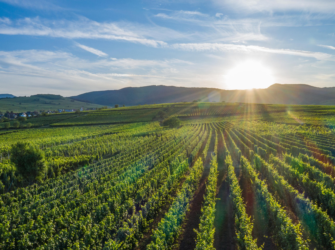 Domaine Specht - Vins et activités oenotouristiques-Mittelwihr必去景点