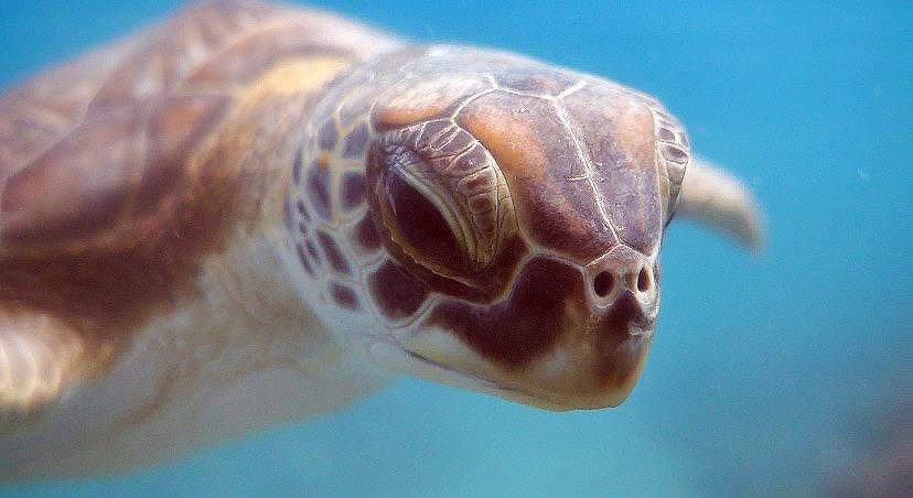 Saba Divers-Fort Bay必去景点