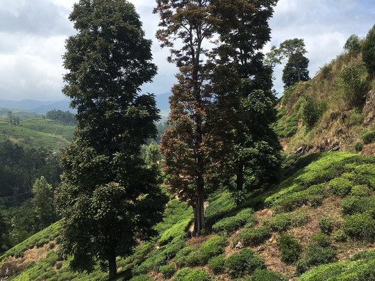 Lynford Bungalow主图