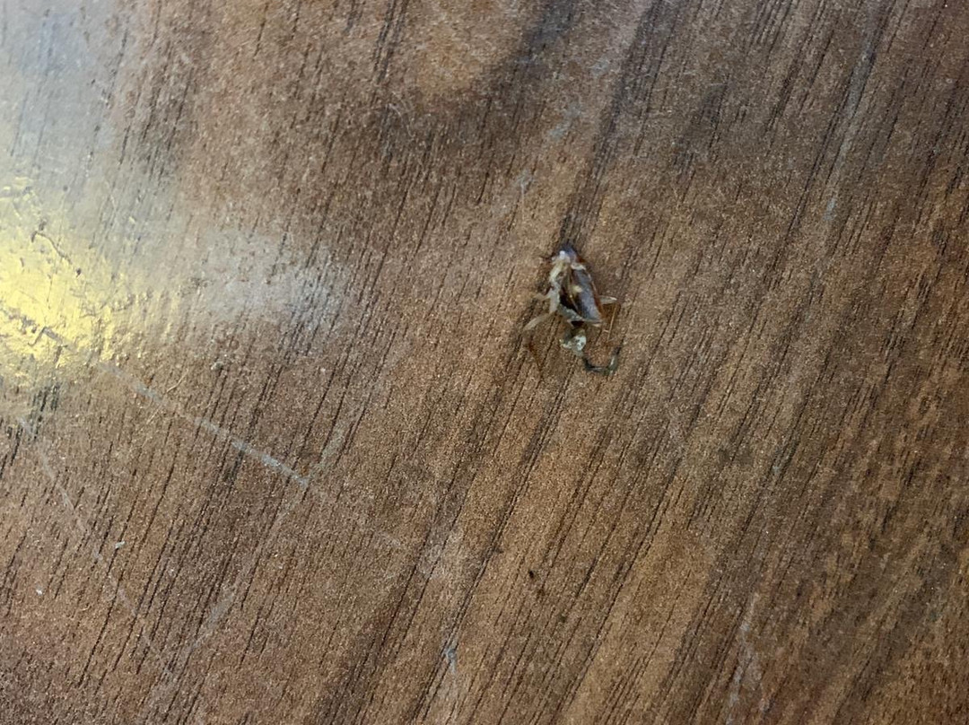 雷鸟度假村-黎刹主图