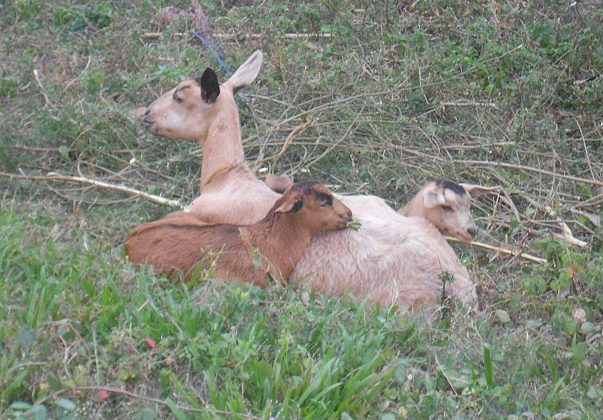 Apo Island Lighthouse-Apo Island必去景点