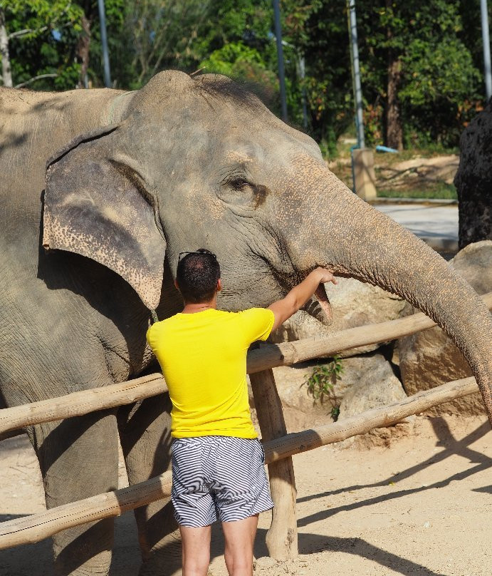 Elephants At 9 Dee Phuket-呈塔累必去景点