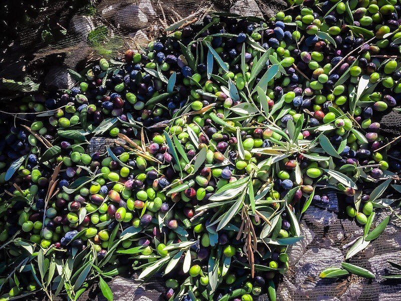 Olio Biscotti-维耶斯泰必去景点