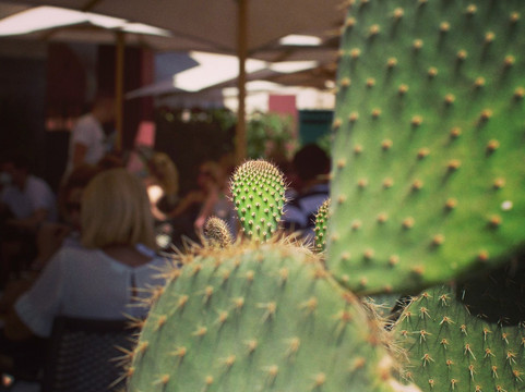 33 Rue Majorelle-马拉喀什必去景点