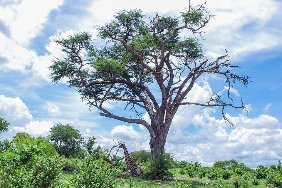 Revival Safaris and Tours-李文斯顿必去景点