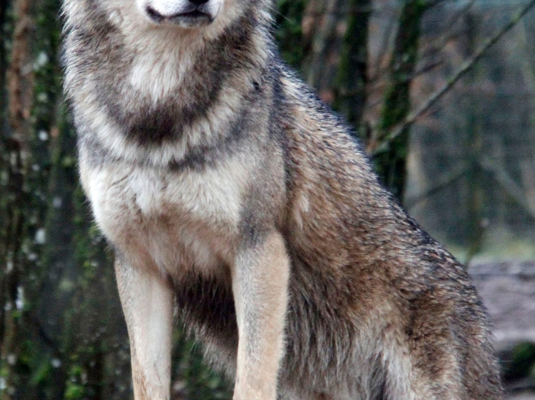 Parc Animalier De Sainte-croix景点图片