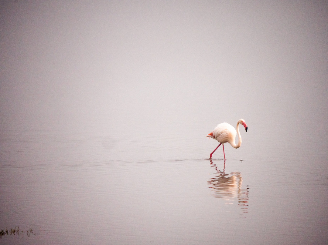 Matriarch Hill Safari-莫西必去景点