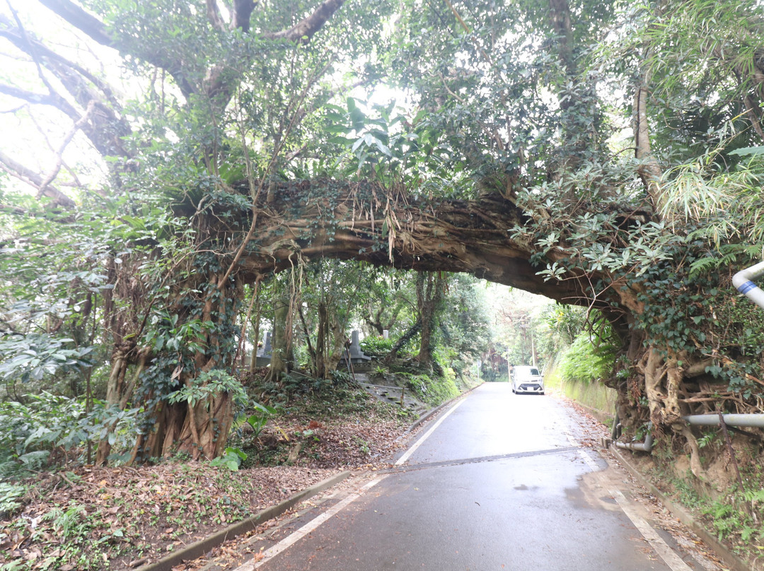 Arch of the Banyan Tree景点图片