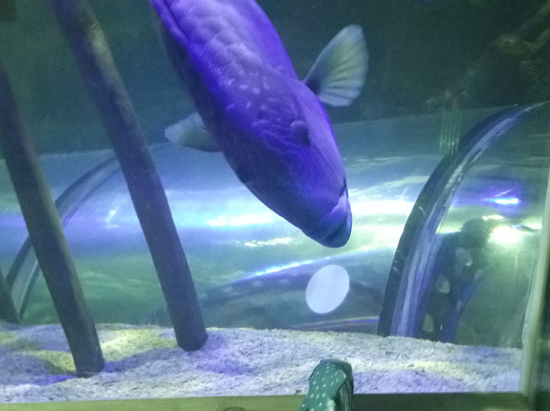 SEA LIFE Hunstanton景点图片