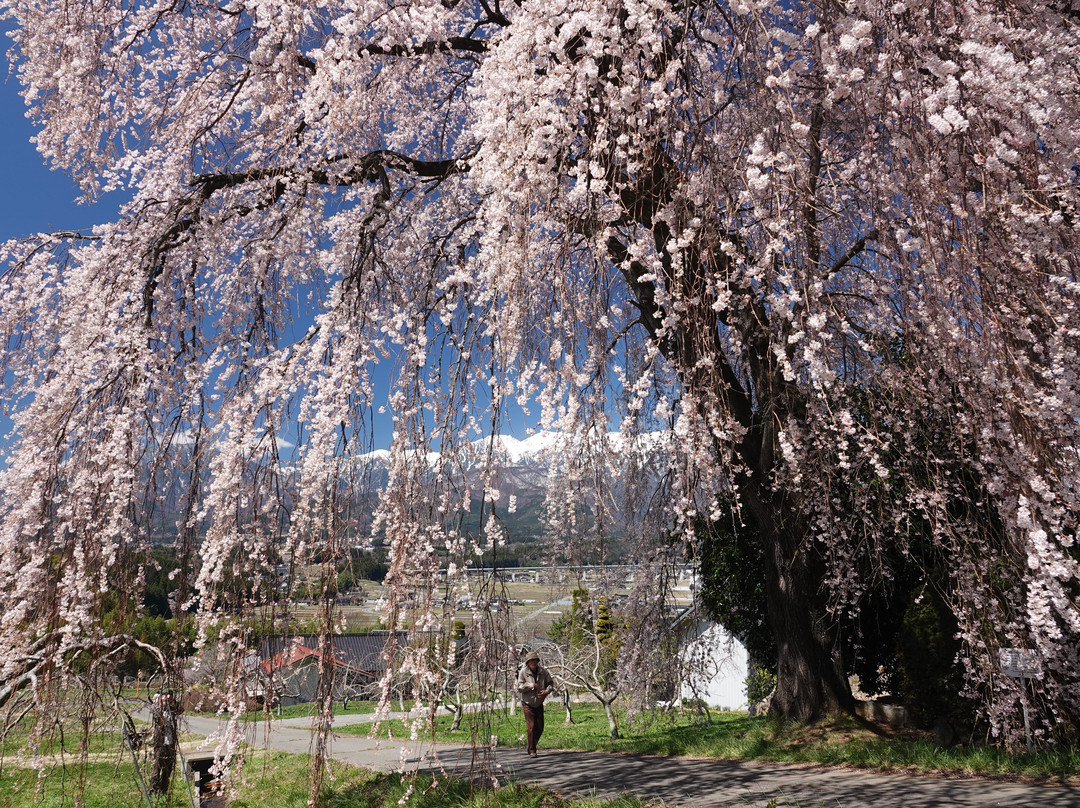 Kise No Shidare Sakura景点图片