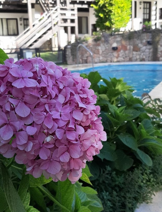 Villa Ostende Apart & Hotel Spa主图