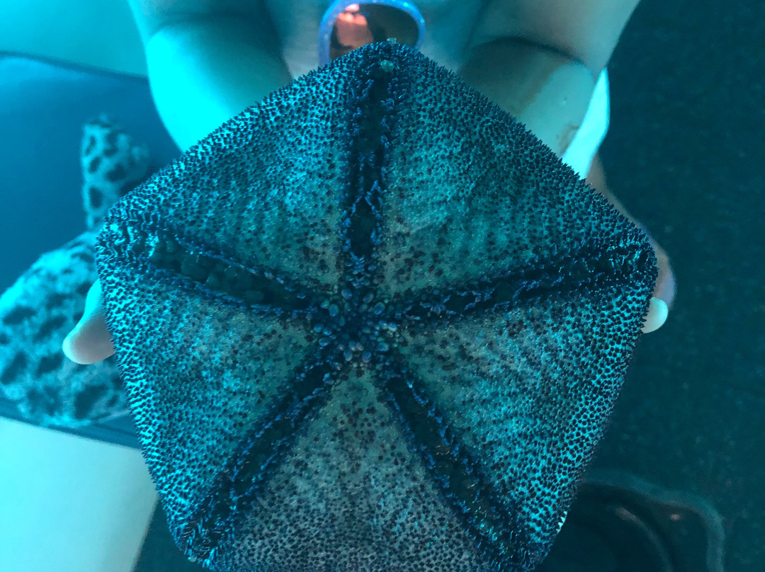 Reefdancer-拉海纳必去景点