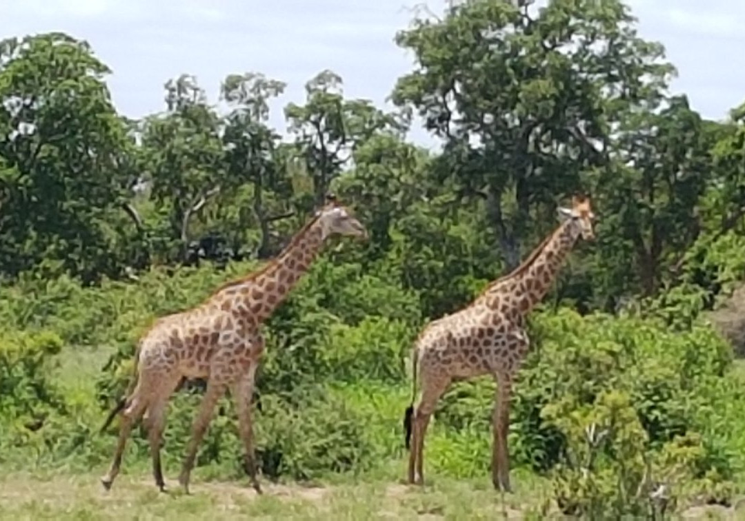 South African National Parks-白河必去景点