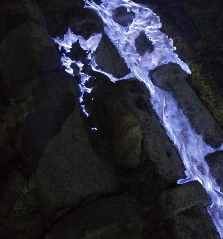 Bromo Ijen Tourist Friends-西多尔佐必去景点