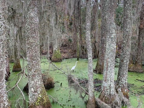 Audubon Swamp Garden, at Magnolia Plantation and Gardens-查尔斯顿必去景点
